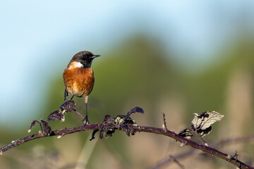 Male Stonechat (Saxicola rubicola) on Bull Island, Dublin, a bird of coastal areas.