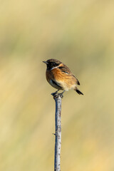 Male Stonechat (Saxicola rubicola) on Bull Island, Dublin, a bird of coastal areas.