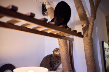 Watch the playful cats explore the Cat Tree, showing their adorable behaviors and curiosity