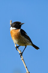 Male Stonechat (Saxicola rubicola) on Bull Island, Dublin, a bird of coastal areas.