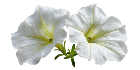 Two pale, white flowers with ruffled petals and light green throats, displayed against a black background