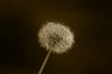 DANDELION FLUFFY SEED HEAD SEPIA 