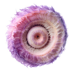 Vibrant Pink Purple Fluffy Spiral Seashell Isolated White Background