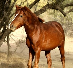 Fototapeta premium Wild Horse in the Forest 