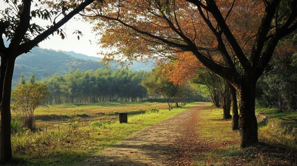 A Pathway Through a Verdant Forest, Bathed in Autumnal Sunlight's Gentle Embrace