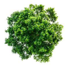 Obraz premium Vibrant Lush Green Treetop Canopy on White Background