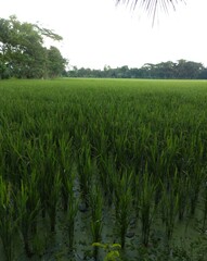 Expansive Green Rice Paddy Field Under Bangladesh White Sky agriculture
