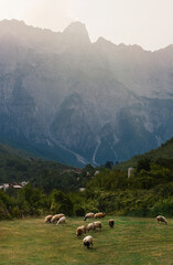 Fototapeta premium Serene Landscape with Sheep Gazing in Theth Village