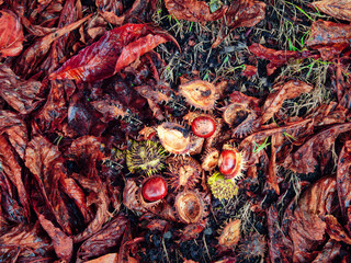 Fallen conker in its shell from a horse chestnut tree (Aesculus hippocastanum) lying on the ground amongst autumn leaves