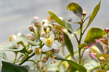 Variegated  lemon flowers - Latin name - Citrus x limon Variegata