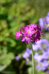 Drumstick primula pink flowers - Latin name - Primula denticulata Prom Deep Rose