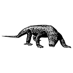 Obraz premium Vintage black and white vector of Komodo dragon walking with detailed scales.