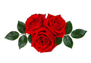 Bouquet of dark red rose flowers with green leaves on a white background.