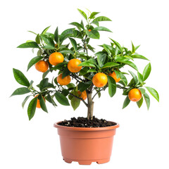 Small tangerines tree in a flower pot isolated on white background.