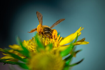 A bee pollinates a flower on a blue background. A bee with legs full of pollen