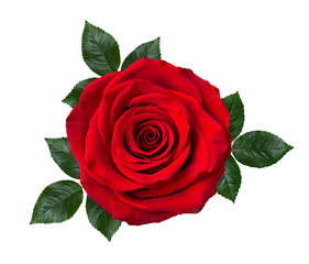 Close up of a beautiful dark red rose with green leaves on a white background. Detailed retouching.
