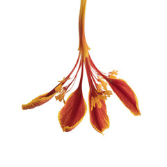 A saffron pistil displayed against isolated on white background