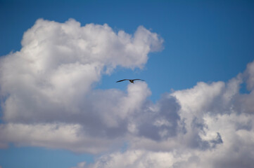 A lone seagull bird glides effortlessly through a sky filled with dramatic, sunlit clouds.