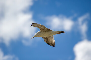 A seagull glides through a bright blue sky scattered with soft, white clouds.