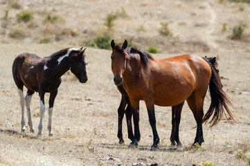 Fototapeta premium Three horses stand calmly in a dry, grassy field surrounded by sparse vegetation and a dirt path.