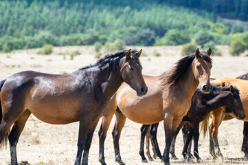 Obraz premium A group of calm horses stands in a sunlit, dry field bordered by a forested backdrop.