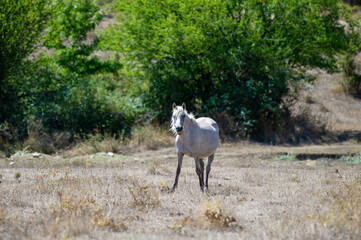 A solitary white horse strides through a dry, grassy field, framed by lush green trees and the...