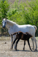 A white mare stands calmly in a sunlit field as her dark brown foal nurses beneath her, capturing a...