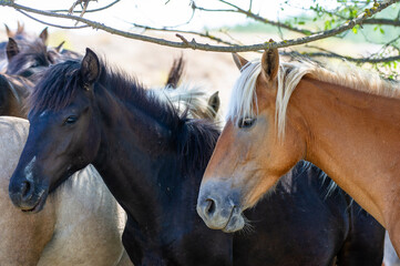 Obraz premium A peaceful cluster of horses rests together beneath a shady tree, radiating calm and quiet companionship.