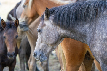 Obraz premium A dark gray horse with a black mane stands in sharp profile, its textured coat and alert gaze highlighted against a backdrop of brown companions.