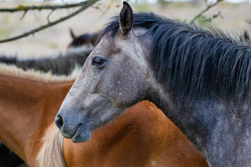 Obraz premium A dark gray horse with a black mane stands in sharp profile, its textured coat and alert gaze highlighted against a backdrop of brown companions.