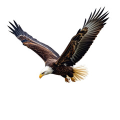Obraz premium Majestic Bald Eagle in Flight with Extended Wingspan Showing Detailed Feathers and Talons Against White Background