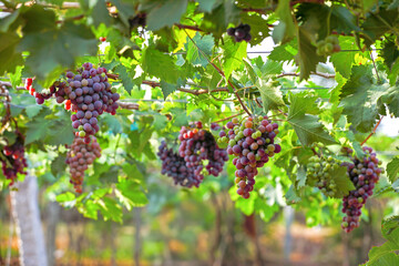 Red Grapes hanging on branches in garden	
