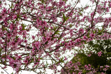 Beautiful spring scenery with pink plum blossoms, delicate petals and branches on a clear white...