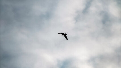 Obraz premium one bird flying high in a stormy sky