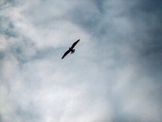 one bird flying high in a stormy sky