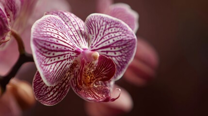Close-up of a vibrant orchid