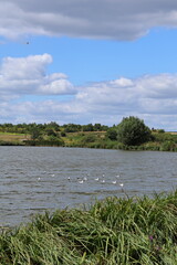lake in the forest with seagulls