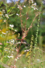 dragonfly on the branch