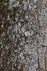 tree bark texture