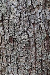 tree bark texture