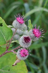 purple thistle flower