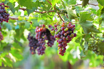 Red Grapes hanging on branches in garden	
