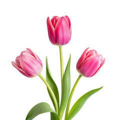 Fototapeta premium bouquet of pink tulips