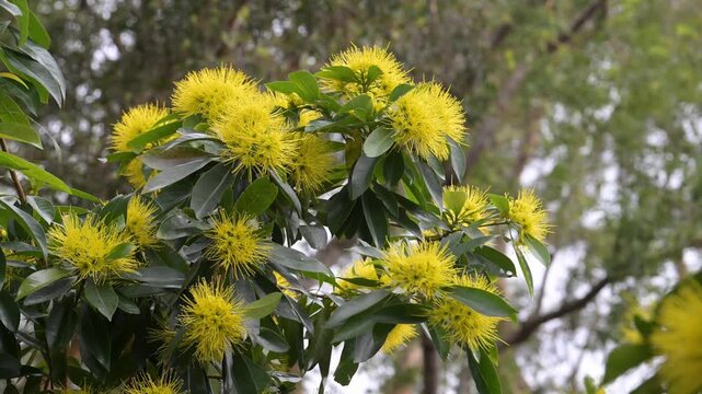 Beautiful Golden Penda (xanthostemon chrysanthus) flowers.