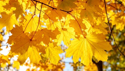 Fototapeta premium Vibrant yellow maple leaves illuminated by sunlight, hanging from branches against a blurred sky