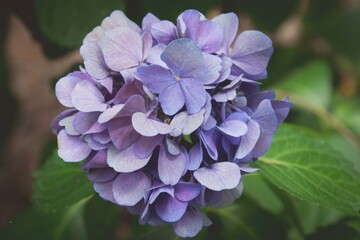 Purple Hydrangea Flower Background