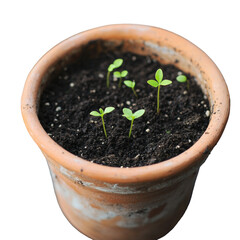 Young plant sprouts growing in a terracotta pot isolated on transparent background