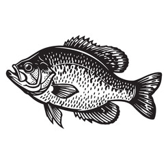 Obraz premium Detailed black and white illustration of a freshwater sunfish suitable for graphic design