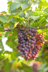 Grapes hanging on branches in vineyard
