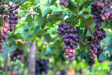 Red Grapes hanging on branches in garden